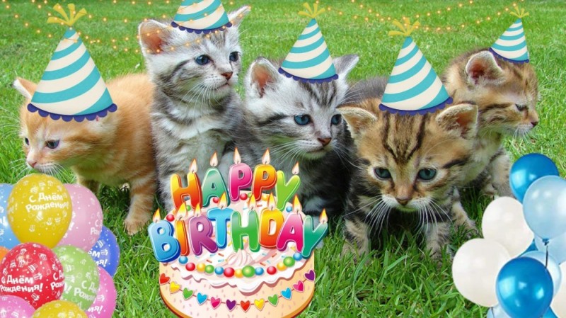Create meme: bon anniversaire cat, happy birthday to the cat, several kittens