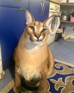 Create meme: cat, Caracal, Abyssinian cat