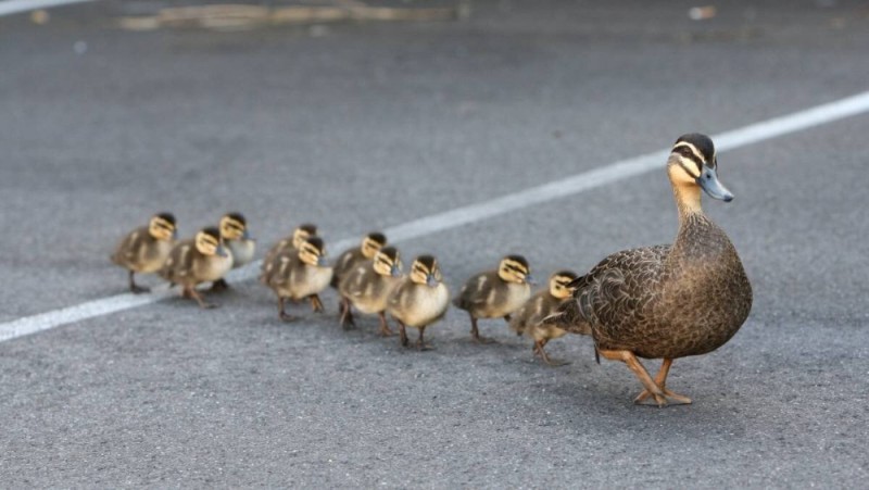 Create meme: duck with ducklings, ducklings , duck with ducklings