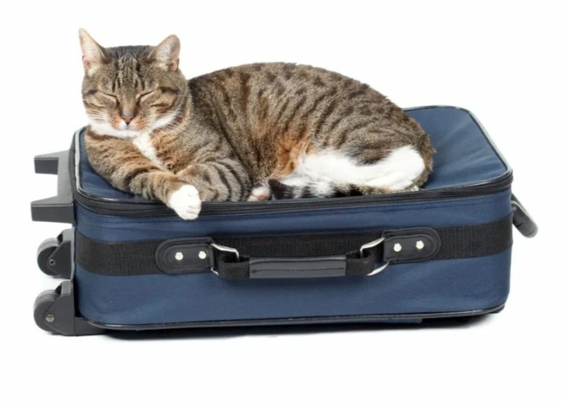 Create meme: a cat with a suitcase, a cat with a suitcase, a cat with a suitcase