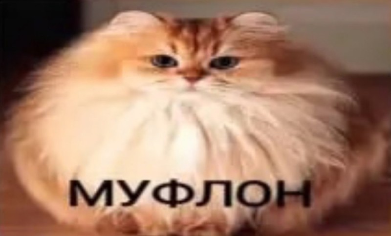 Создать мем: пушистый, cat, кот