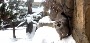 Create meme: manul, animal, cat manul, manul