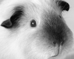 Создать мем: guinea, guinea pig, морская свинка голландская