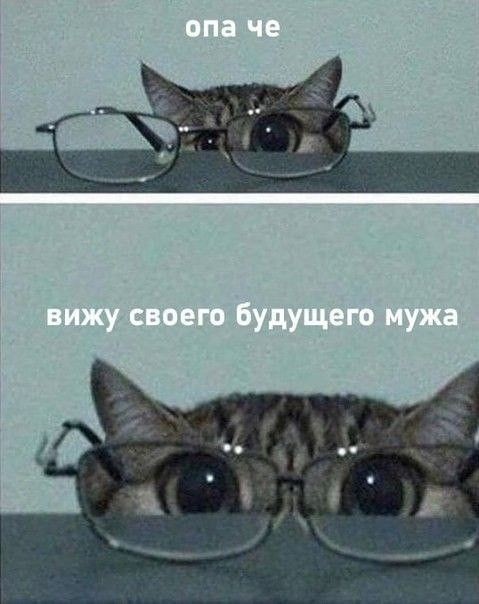 Create meme: cat with glasses, Kote , cats in glasses