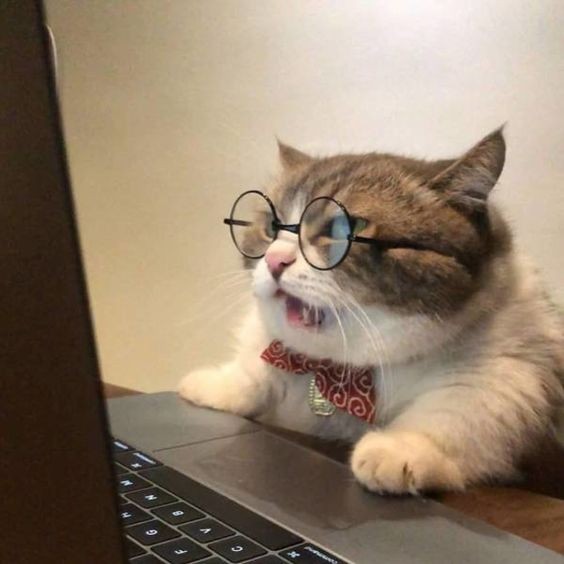 Create meme: smart cat, cat at the computer, cat funny 