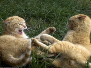 Create meme: cat, cats are bullies photo, fight cats photo