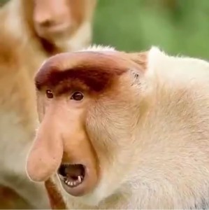 Create meme: a proboscis monkey, monkey nosey