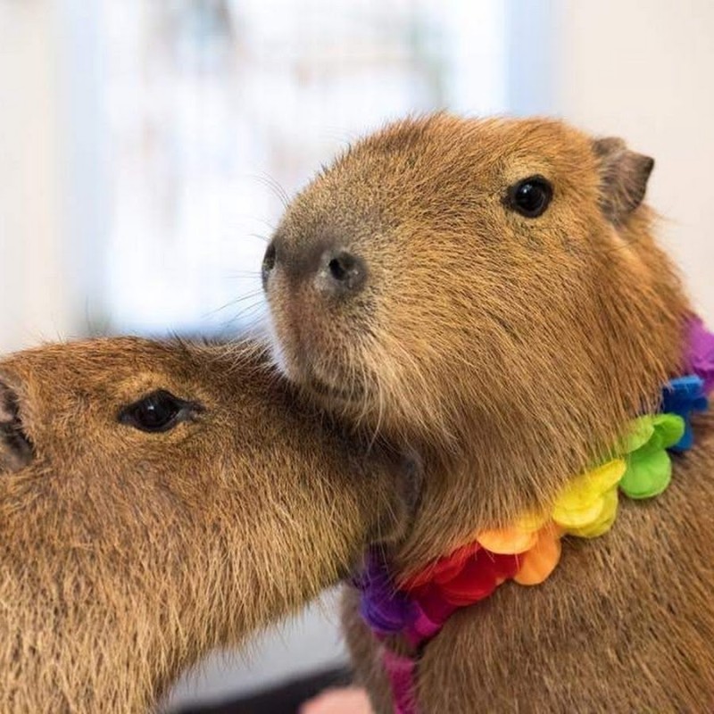 Create meme: animals of south america capybara, big capybara guinea pig, capybara capybara