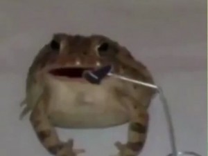 Create meme: toad, frog, frogs