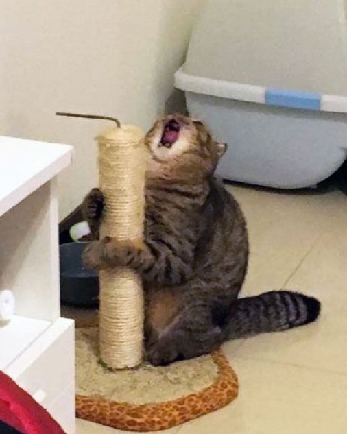 Create meme: cat and scratching post meme, screaming cat with kittens, screaming cat 