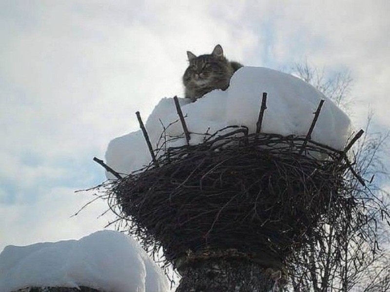 Создать мем: гнезда птиц, гнездо для кошки, котики прилетели