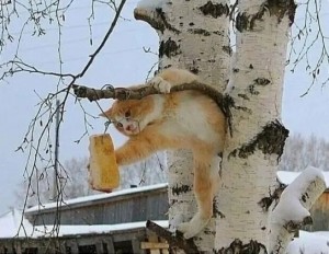 Создать мем: кошка на дереве, кот слезает с дерева, приколы