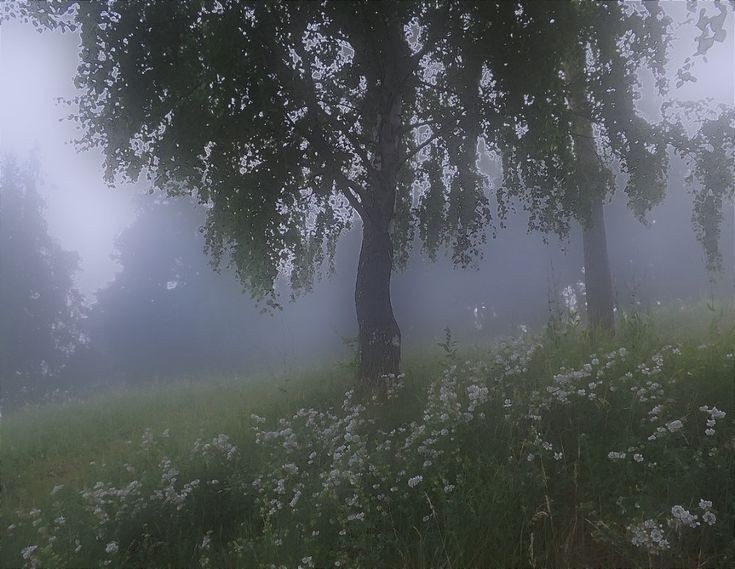 Create meme: that 's the evening dew glistens, foggy morning, landscape fog