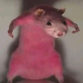 Создать мем: розовый хомяк, мемы с розовой крысой, мемы с крысами