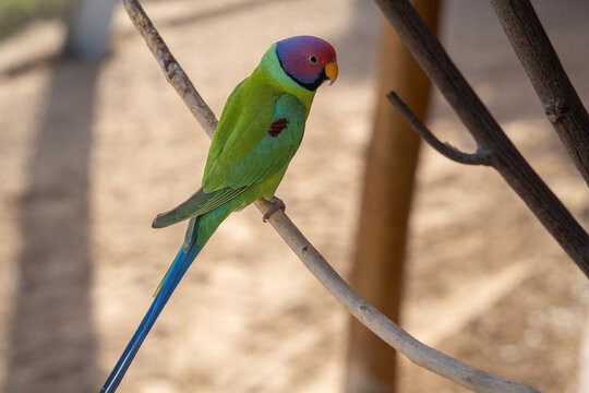 Create meme: Alexandrine parrot , red - headed necklace parrot, plum - headed necklace parrot