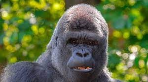 Создать мем: приматы горилла, горилла с волосами, горилла