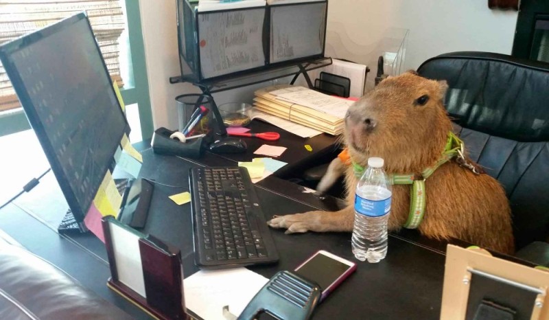 Create meme: cute capybara, capybara meme, a pet capybara