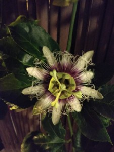 Create meme: pasiflora, passionfruit, Passiflora panama red