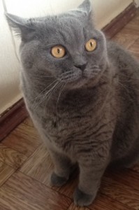 Create meme: Kaspiysk cat, cat for mating mine Yula, british shorthair en büyük