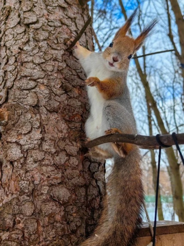 Create meme: common squirrel, protein , squirrel in the Park 
