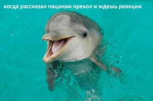 Create meme: Dolphin smile, Dolphin smiling close-up, Dolphin laughs