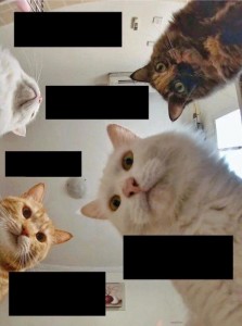 Create meme: seals, cat, cat