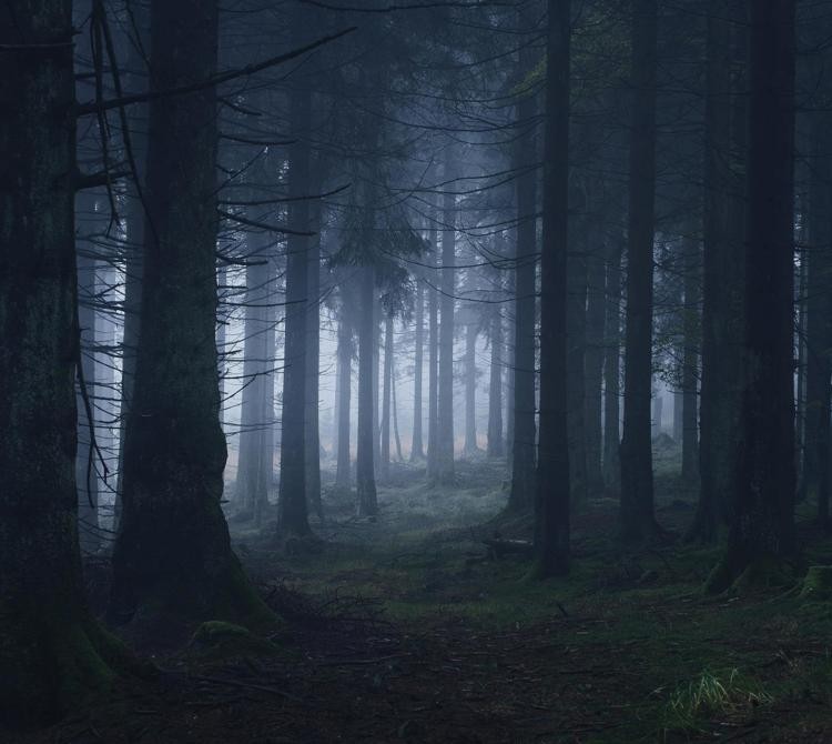 Create meme: gloomy spruce forest, Gloomy forests, the forest dark