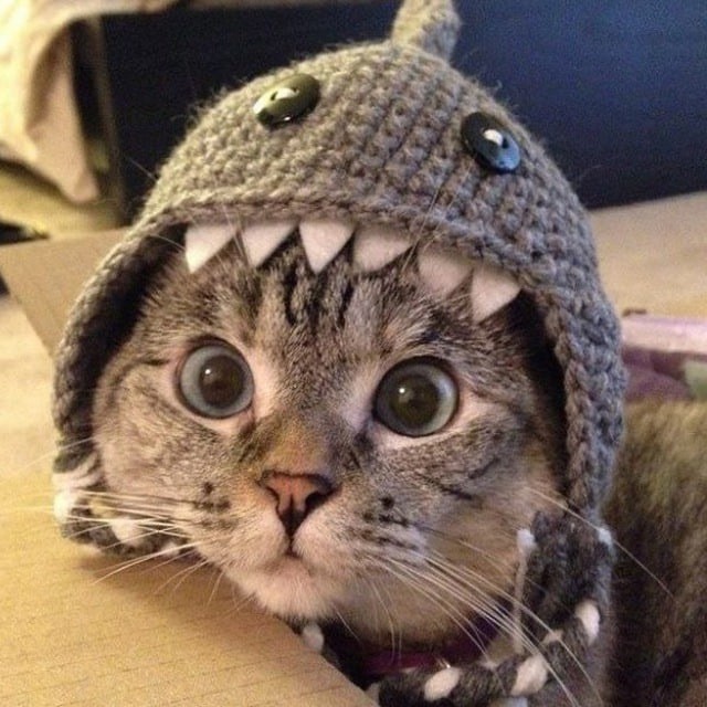Create meme: the cat in the hat, The cat in the shark hat, a cat in a shark costume
