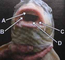 Create meme: nasal septum perforation, the mouth of a carp, of the mouth