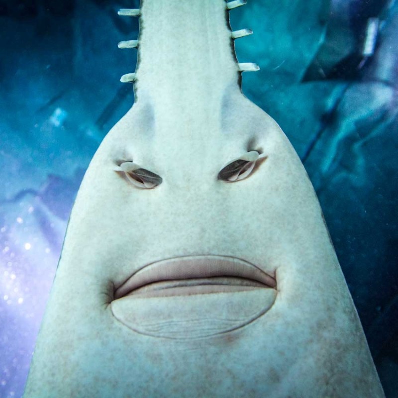 Create meme: the face of the fish, white fish, spike fish