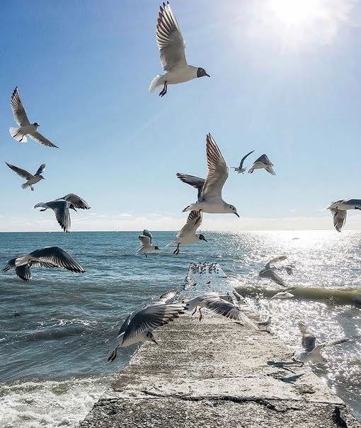 Создать мем: чайка над морем, сочи море, чайки море зеленоградск