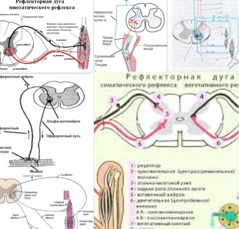 Create meme: somatic reflex arc, the arc of the spinal reflex scheme, reflex arc of thermoregulation