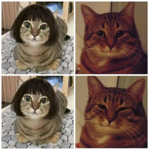 Создать мем: мемы с котами, коты, Кошка