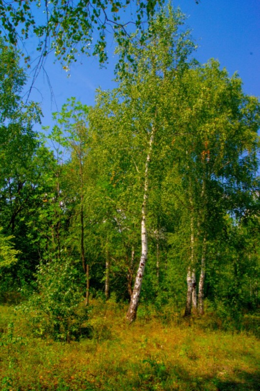 Create meme: birch grove, birch , birch summer