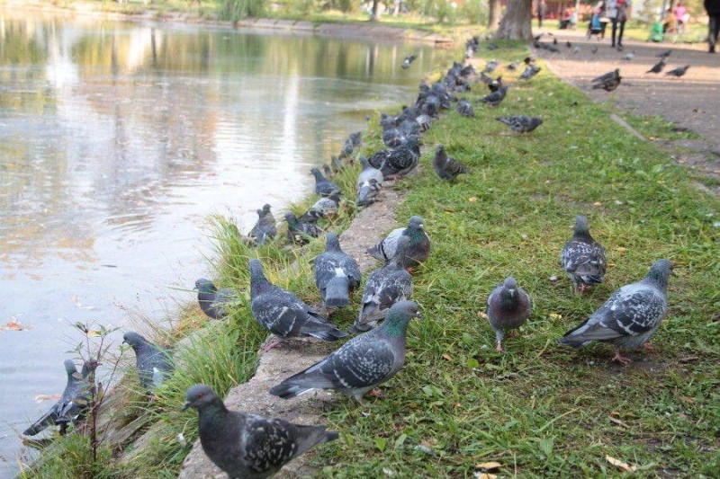 Create meme: pigeons are walking, pigeons in the park, dove 