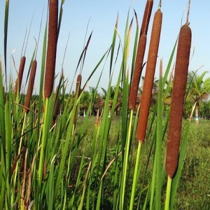 Create meme: broadleaf cattail