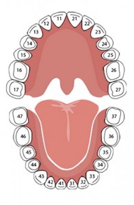 Create meme: tooth identification systems, dental assistant, tooth number color images