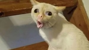 Create meme: meme cat, the cat from the meme, coughing cat meme