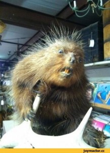 Create meme: stuffed animals, porcupine tree, taxidermy