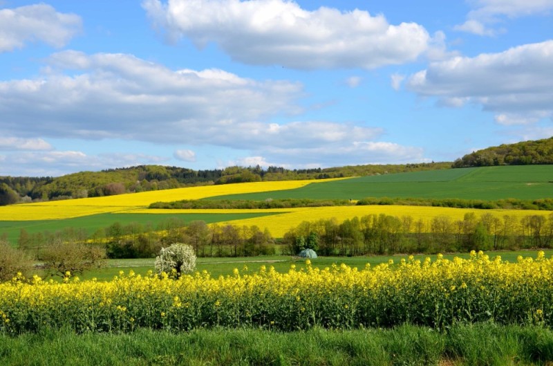 Create meme: field plants, nature field , canola field