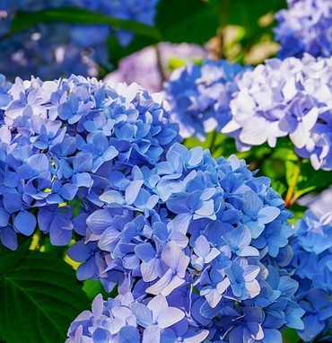 Create meme: hydrangea flower, hydrangea, hydrangea large-leaved bodensi