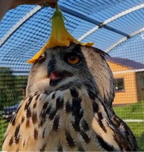 Create meme: the beak of the owl, long-eared owl, owl