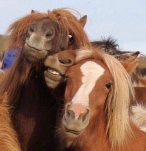 Create meme: horse, horse, selfie with a horse