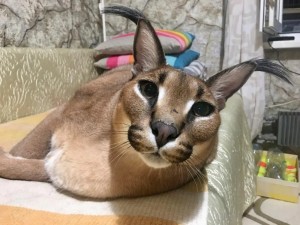 Create meme: Caracal