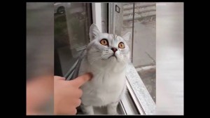 Create meme: the most unflappable cat, funny cat, watch the video cat broken 3