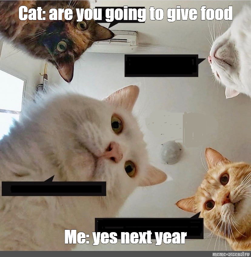 Meme Cat Are You Going To Give Food Me Yes Next Year All Templates Meme Arsenal Com