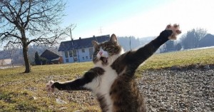 Create meme: funny cat, the dancing cat, the cat runs