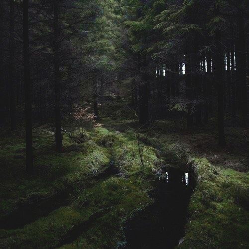 Create meme: dense forest, dark forest, the aesthetics are gloomy