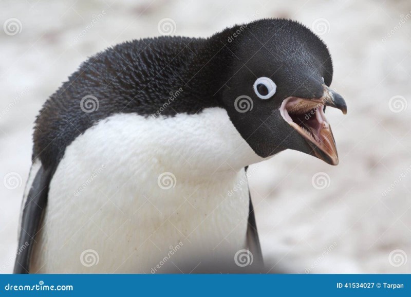 Create meme: penguin Adelie, penguins penguin, the penguin's face