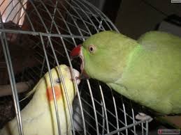 Create meme: Corella, papugai, lovebird